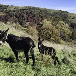 PASSEGGIATA IN FATTORIA DIDATTICA