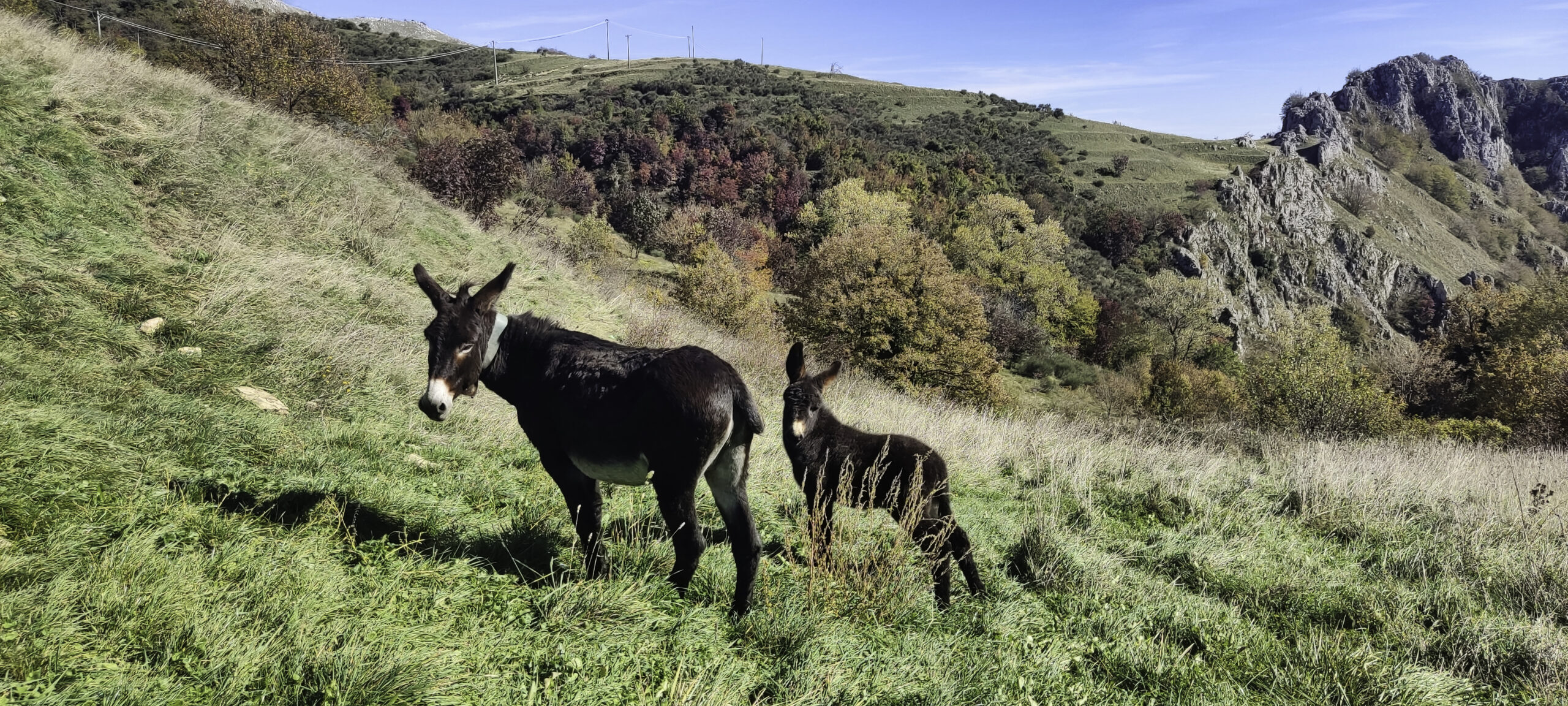 PASSEGGIATA IN FATTORIA DIDATTICA